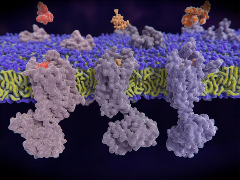 Mu Opioid Receptor Agonist Oliceridine